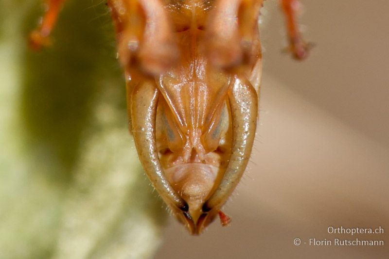 Paracaloptenus caloptenoides ♂ - GR, Epirus, Ampelia, 11.07.2011