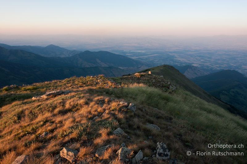 Bergwiese - GR, Westmakedonien, Mt. Varnous, 20.07.2012
