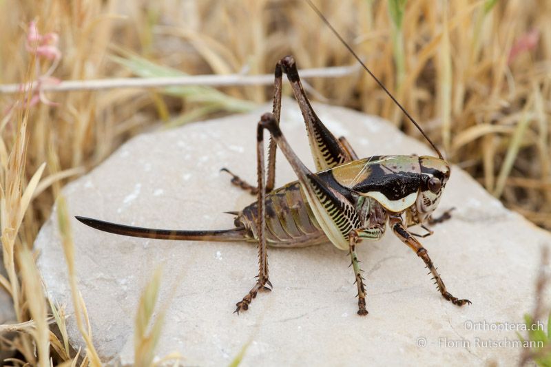 Eupholidoptera schmidti ♀ im letzten Larvenstadium - HR, Istrien, Brovinje, 12.06.2014