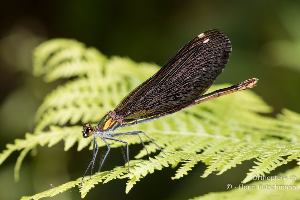 Blauflügel-Prachtlibelle (Calopteryx virgo) - GR, Thessalien, Pelion, 17.06.2015