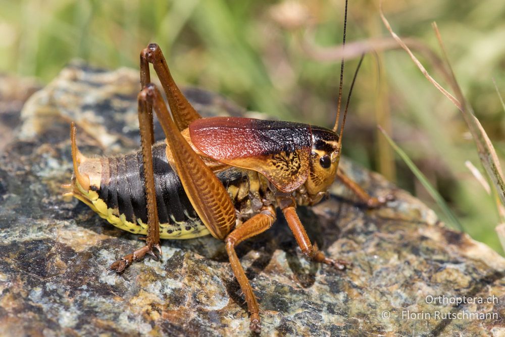 Psorodonotus macedonicus ♂ - GR, Thessalien, Mt. Anilio, 25.06.2015
