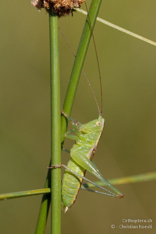 Männchen von Conocephalus kisi - Kalampaka, 17.07.2012