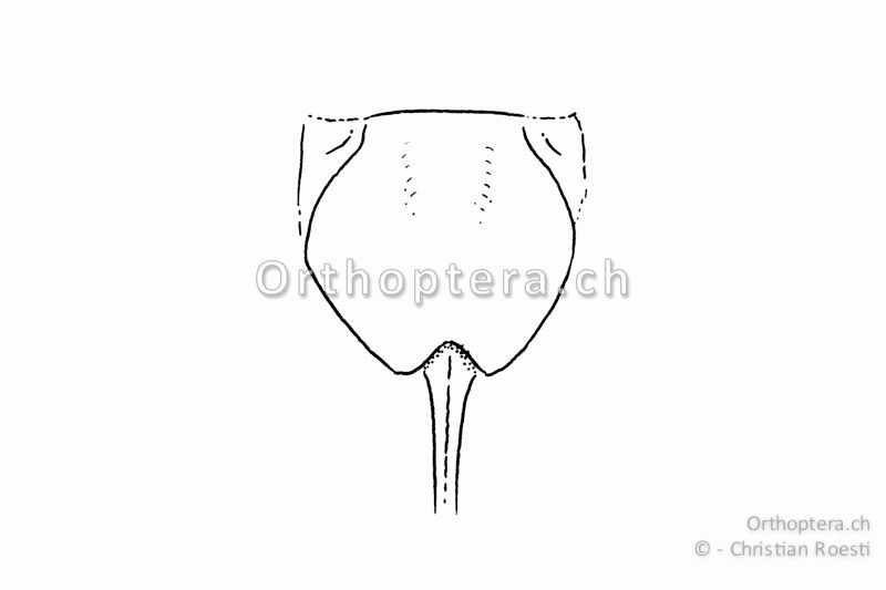 Subgenitalplatte von Gampsocleis glabra ♀.