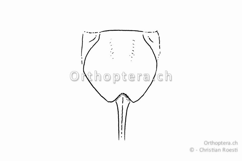 Subgenitalplatte von Gampsocleis glabra ♀.