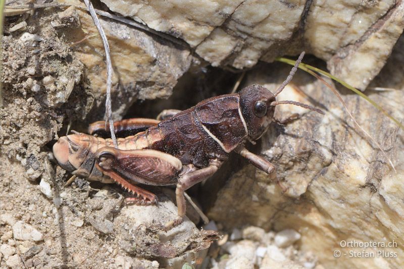 Paranocaracris bulgaricus ♂ - GR, Ostmakedonien, Mt. Pangeon, 06.07.2017