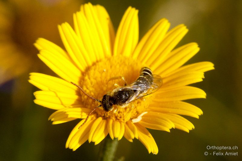 Halictus patellatus ♂ - HR, Istrien, Mala Učka, 20.07.2015