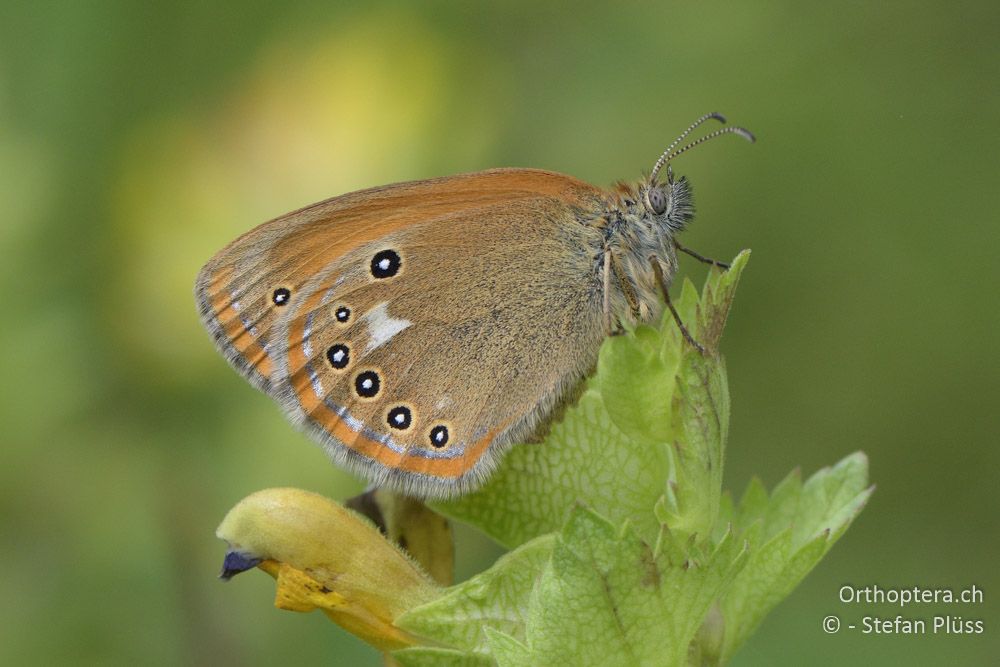 Coenonympha glycerion - HR, Istrien, Račja Vas 25.06.2016
