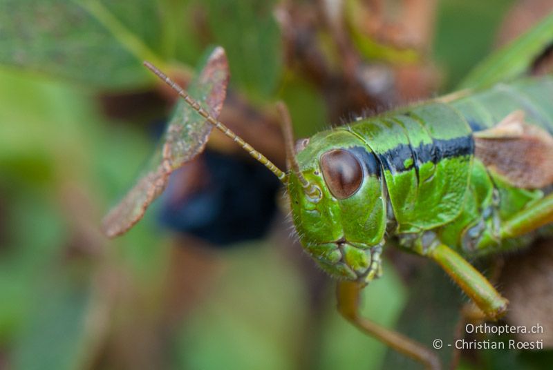 Porträt eines Miramella alpina ♀ - CH, SG, Gamserrugg, 05.09.2010