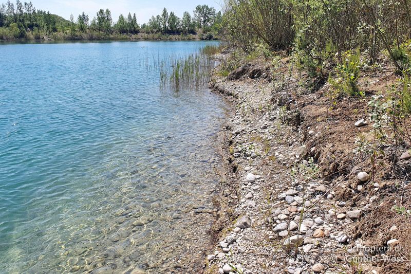 Ufer eines Teiches - AT, Niederösterreich, Grafenwörth, 03.06.2021