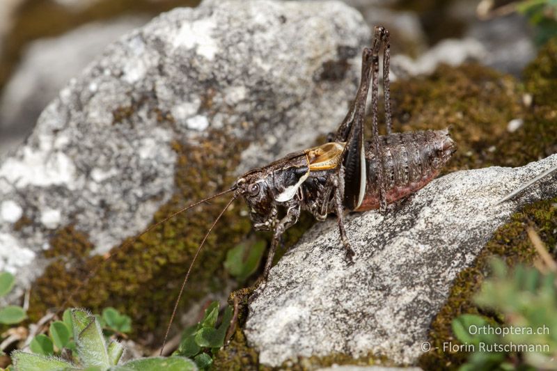 Antaxius difformis ♂ - CH, TI, Mt. Generoso, 15.09.2012