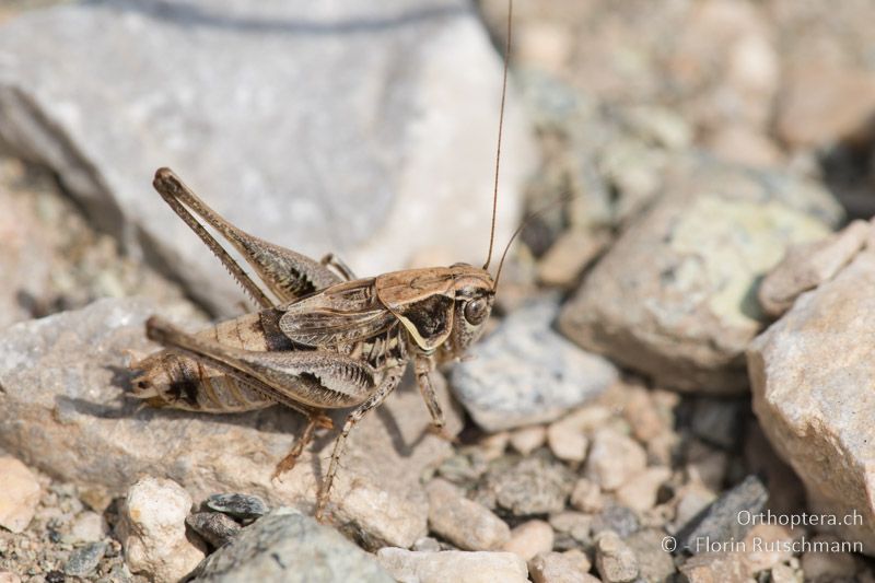 Montana macedonica ♂ - GR, Westmakedonien, Akrini, 14.07.2017