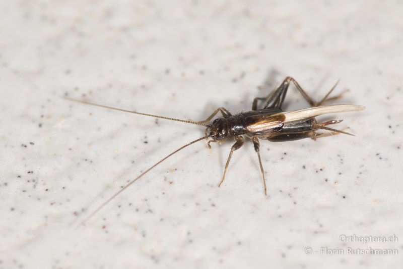 Stenonemobius gracilis ♀ - GR, Zentralmakedonien, Makrygialos, 14.07.2017