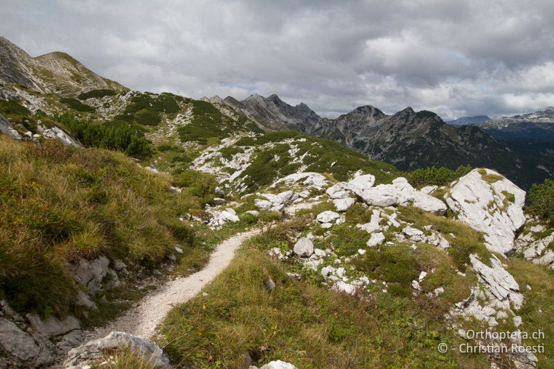 Zwergstrauchheiden und Staudenfluren im Karst - SLO, Gorensjska, Mt. Vogel, 19.09.2016