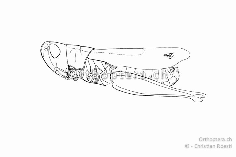 Pseudochorthippus parallelus ♂. Die Vorderflügel erreichen das Hinterleibsende. Die in Strichen angedeuteten Hinterflügel erreichen das Stigma nicht.