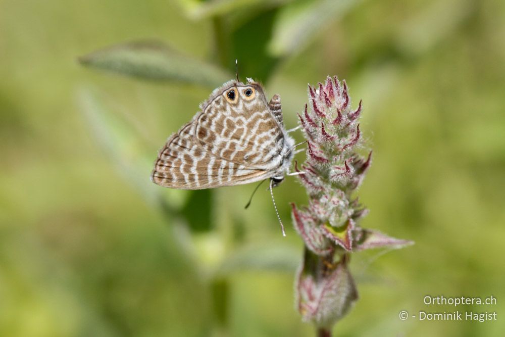 Kleiner Wanderbläuling (Leptotes pirithous) - Am Kleinen Prespa-See, 19.07.2011