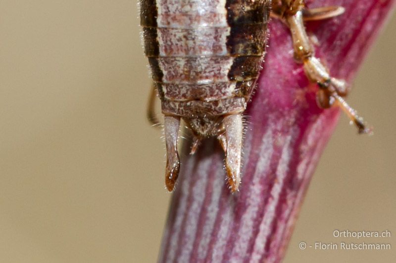 Hinterleibsende von Yersinella raymondii ♂ von oben betrachtet. Die Cerci sind in der Mitte abgeflacht - IT, Abruzzen, Gessopalena, 06.10.2011