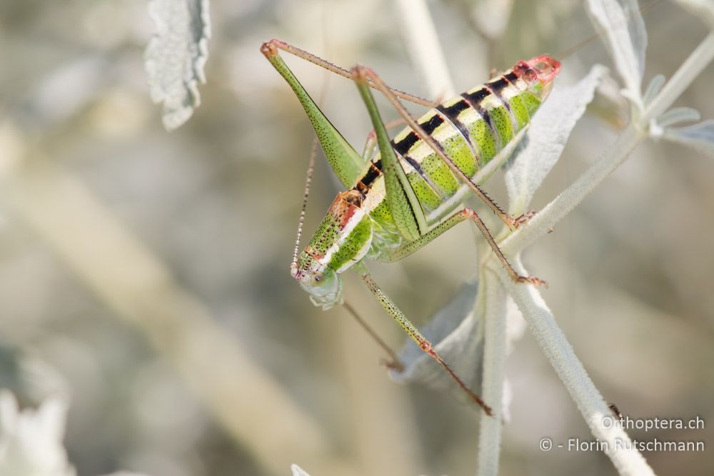 Poecilimon macedonicus ♂ - GR, Zentralmakedonien, Methoni, 20.06.2015