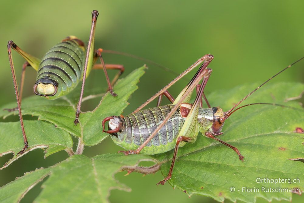 Graugrüne Säbelschrecke (Barbitistes yersini) ♂ hinten und Dunkle Säbelschrecke (Barbitistes ocskayi) ♂ vorne - HR, Istrien, Bokordići, 19.06.2016