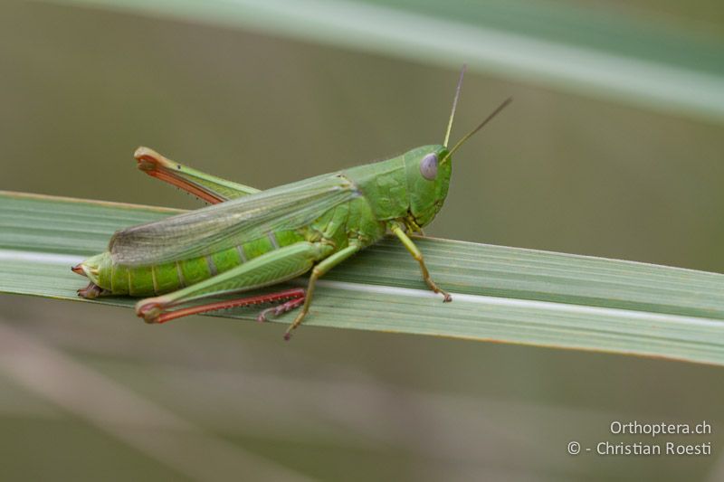 Chorthippus jucundus ♀ - FR, La Grande-Motte, 10.07.2014
