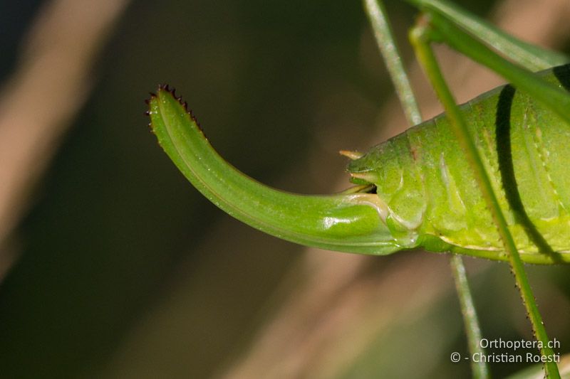 Legeröhre Isophya modesta ♀ - AT, Burgenland, Rohrbach bei Mattersburg, 05.07.2016