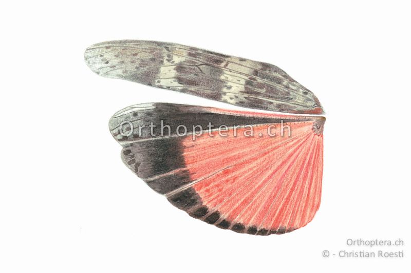 Linke Flügel von Oedipoda germanica ♂.