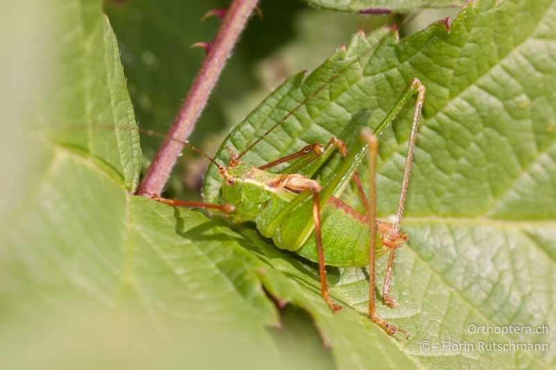 Leptophyes punctatissima ♂ - CH, TG, Immenberg, 07.08.2010