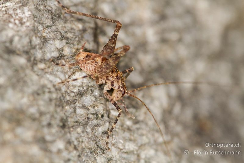 Larve von Troglophilus cavicola - CH, GR, Puschlav, 19.09.2013