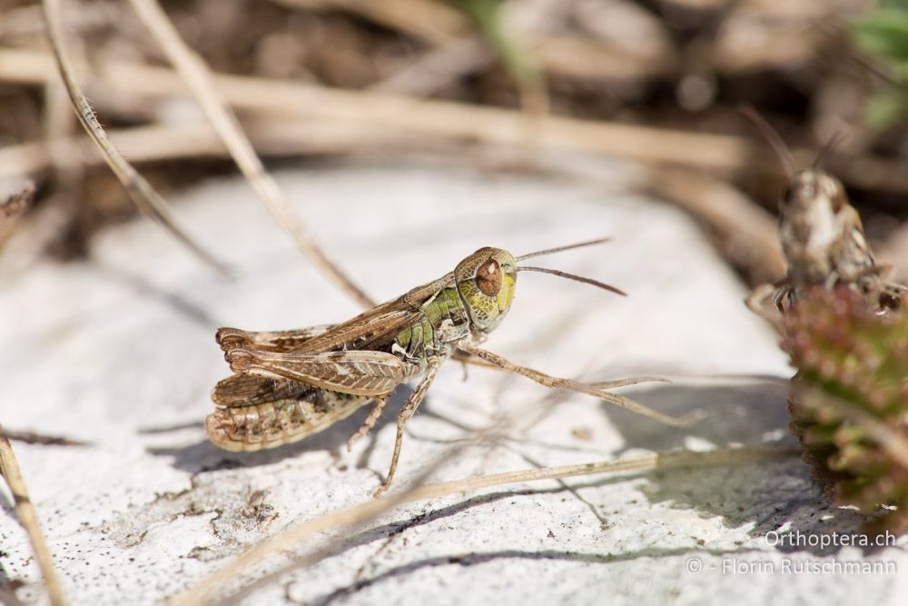 Omocestus petraeus ♂ balzend - IT, Marken, Sibyllini-Gebirge, 29.09.2014