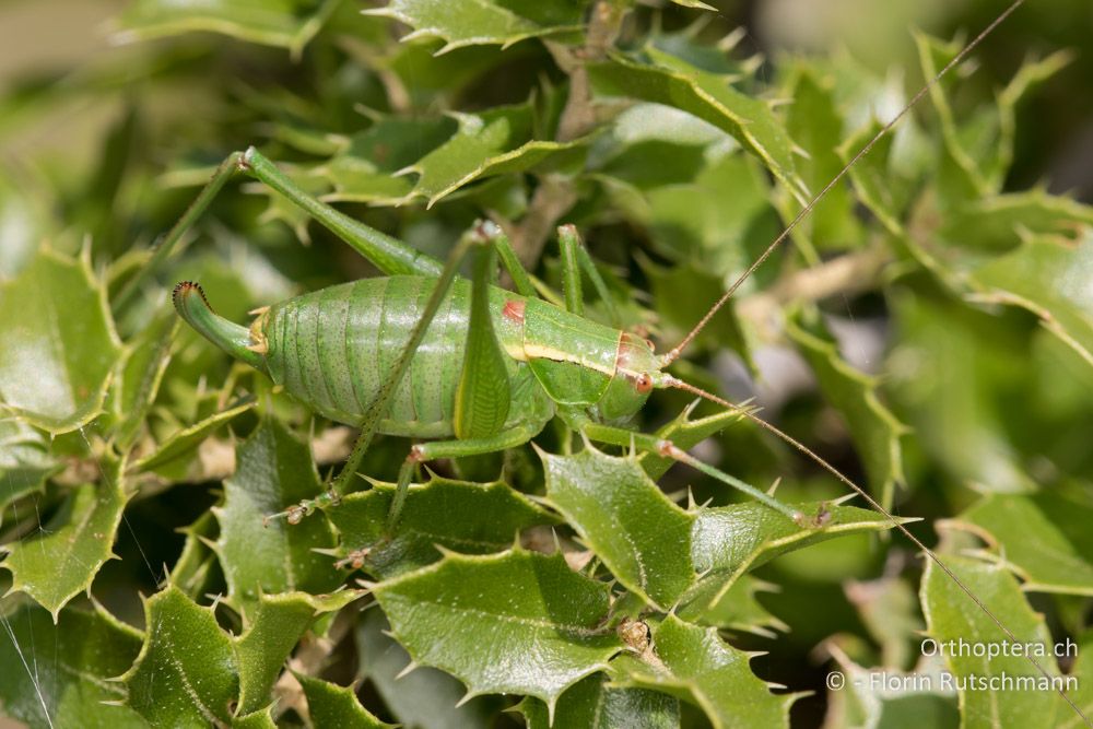 Metaplastes ornatus ♀ - GR, Mittelgriechenland, Mt. Kallidromo, 11.06.2015