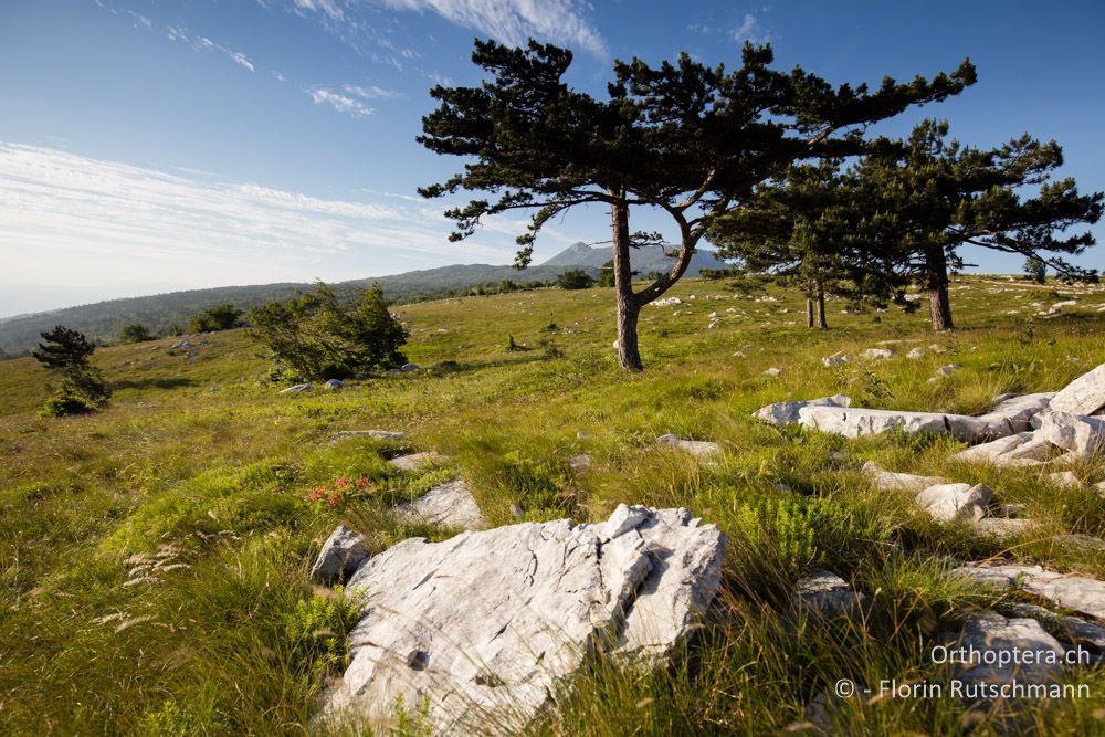 Landschaft in der Abendsonne - HR, Istrien, Učka-Gebirge, 22.06.2016