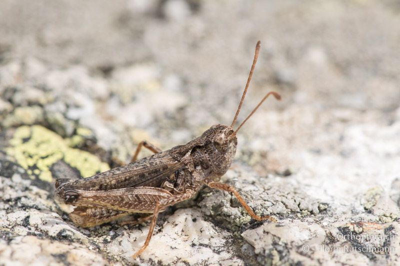Myrmeleotettix maculatus ♂ - GR, Zentralmakedonien, Mt. Vrondous, 09.07.2017