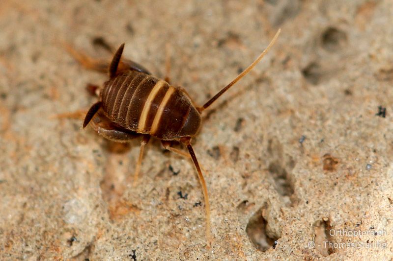 Myrmecophilus acervorum ♀ - AM, Sjunik, Sisian, 24.07.2011