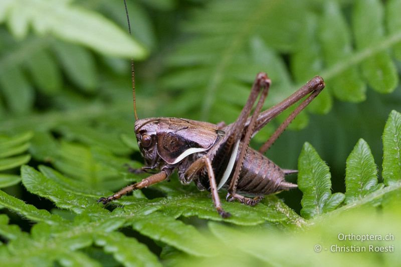 Larve von Pholidoptera aptera ♂ im letzten Stadium - CH, TI, Mugena, 21.06.2013