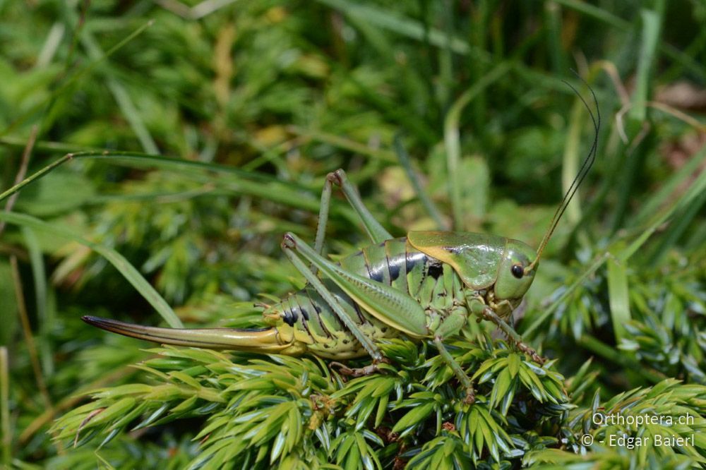 Psorodonotus fieberi ♀ in der Sonne - BG, Blagoewgrad, Bergwiese bei Pass nach Pirin, 12.07.2018