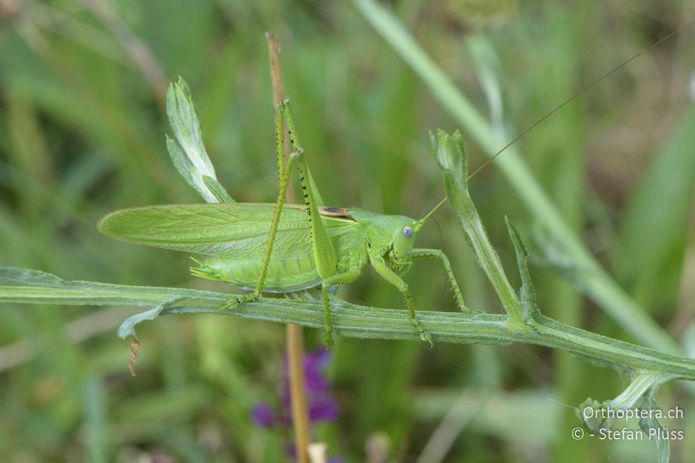 ♂ von Tettigonia caudata - HR, Istrien, Mutvoran, 20.06.2016