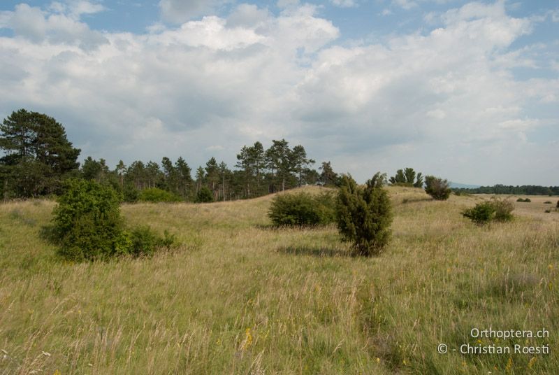 Langgrasige Steppe, von Kiefernwald umgeben - AT, Niederösterreich, Oberweiden, 28.06.2010