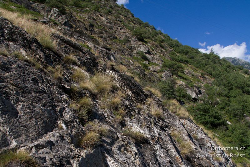 Mit dunklem Moos bewachsene Felsplatten in der Felsensteppe - CH, VS, Gampel, 10.08.2013