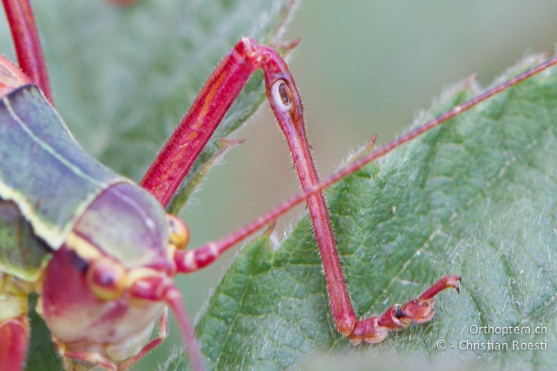 Linkes Tympanalorgan von Barbitistes obtusus ♂. Es ist oval und liegt wie bei allen Langfühlerschrecken unterhalb des Vorderknies in der Vorderschiene.