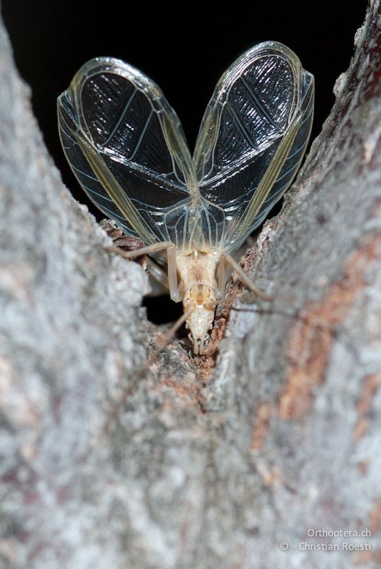 Oecanthus pellucens, Männchen singend