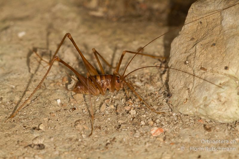 Dolichopoda geniculata ♂ - CH, TI, Mendrisio, 07.11.2013