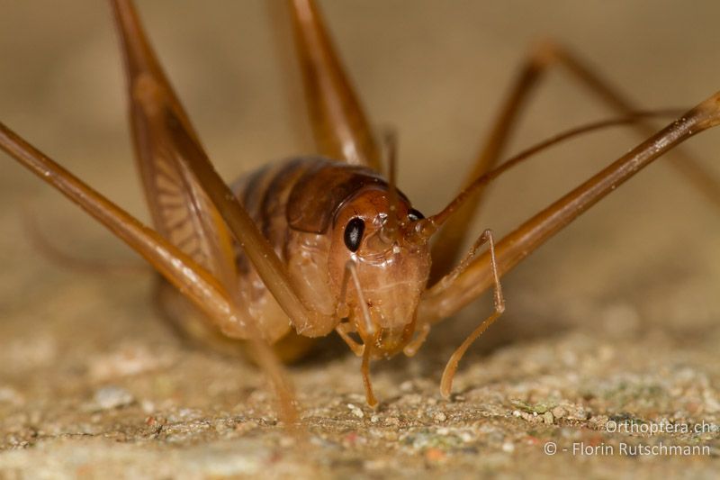 Porträt von Dolichopoda geniculata - CH, TI, Mendrisio, 07.11.2013