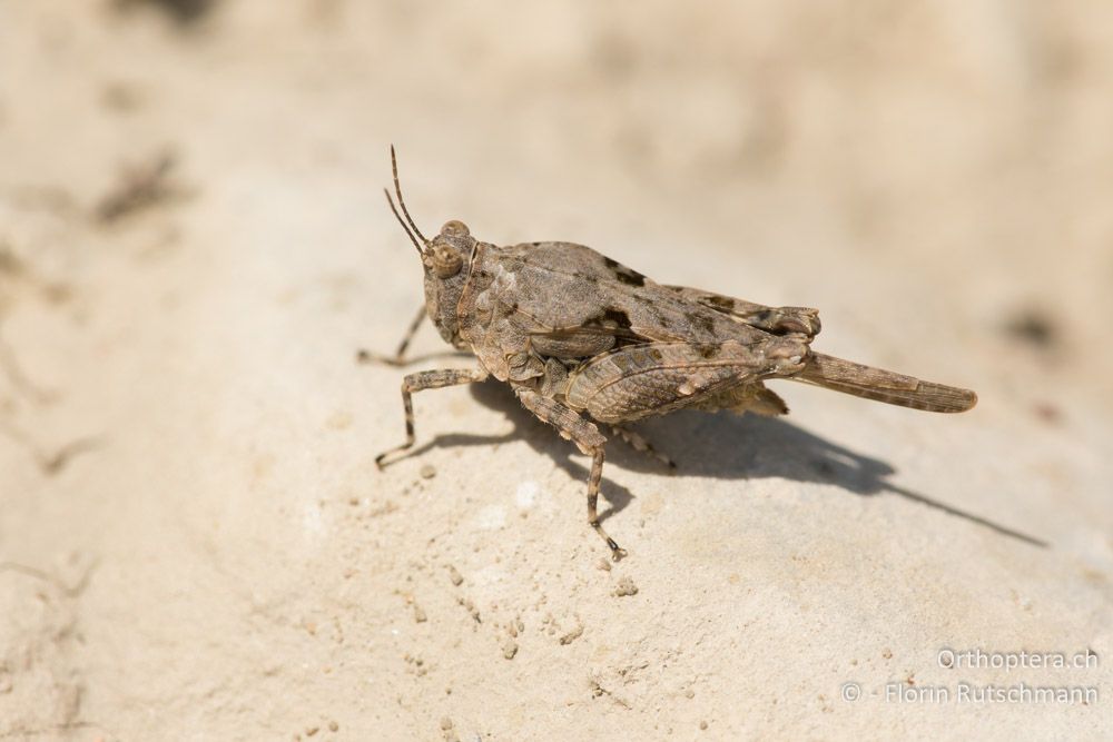 Pezotettix meridionale ♀ - GR, Mittelgriechenland, Molos, 13.06.2015