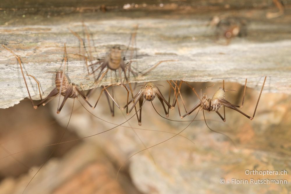 Larven von Dolichopoda annae - GR, Thessalien, Mt. Ossa, 20.06.2015