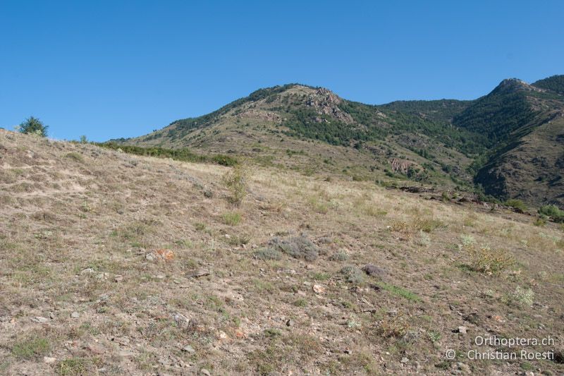 Bergwiese - FR, Pyrénées Orientales, Jujols, 12.08.2009