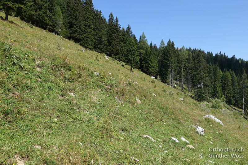 Bergwiese - At, Kärnten, Hochobir, 17.08.2018