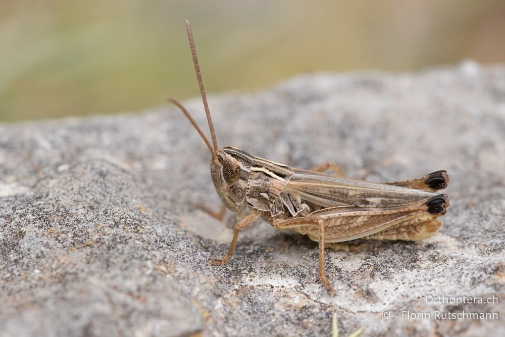Stenobothrus fischeri ♂ - GR, Mittelgriechenland, Mt. Giona, 09.06.2015