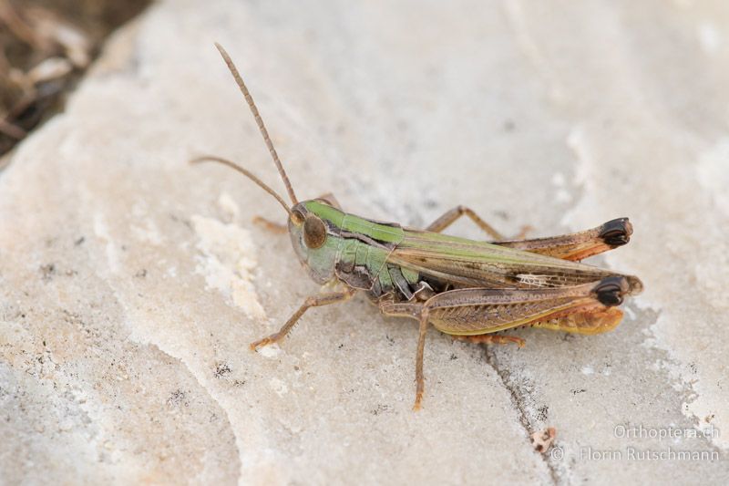 Stenobothrus fischeri ♂ - GR, Thessalien, Mt. Ossa, 21.06.2015