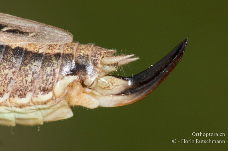 Ovipositor ♀ - HU, Mitteltransdanubien, Sáska, 06.07.2016