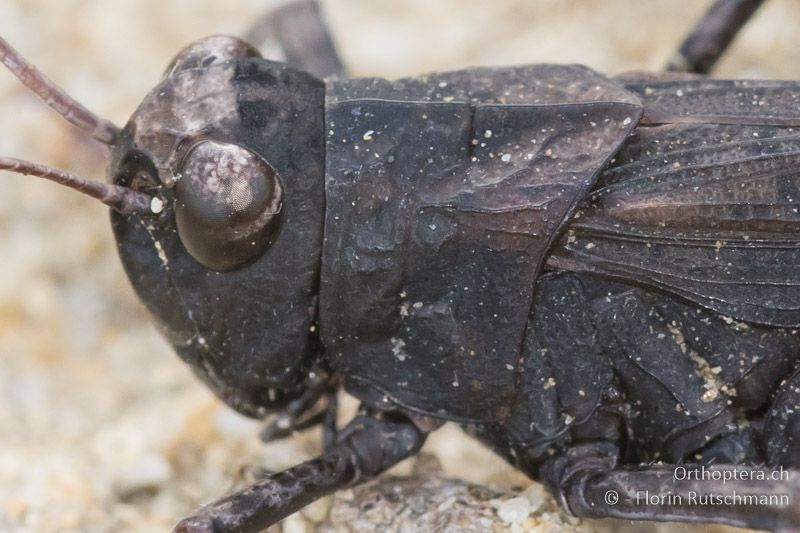 Kopf und Halsschild von Celes variabilis ♂ - GR, Zentralmakedonien, Efkarpia, 30.06.2017