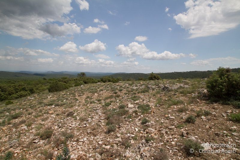 Offene Garrigue auf kalkigem Untergrund - FR, Bouches-du-Rhône, Col des Portes, 06.07.2014